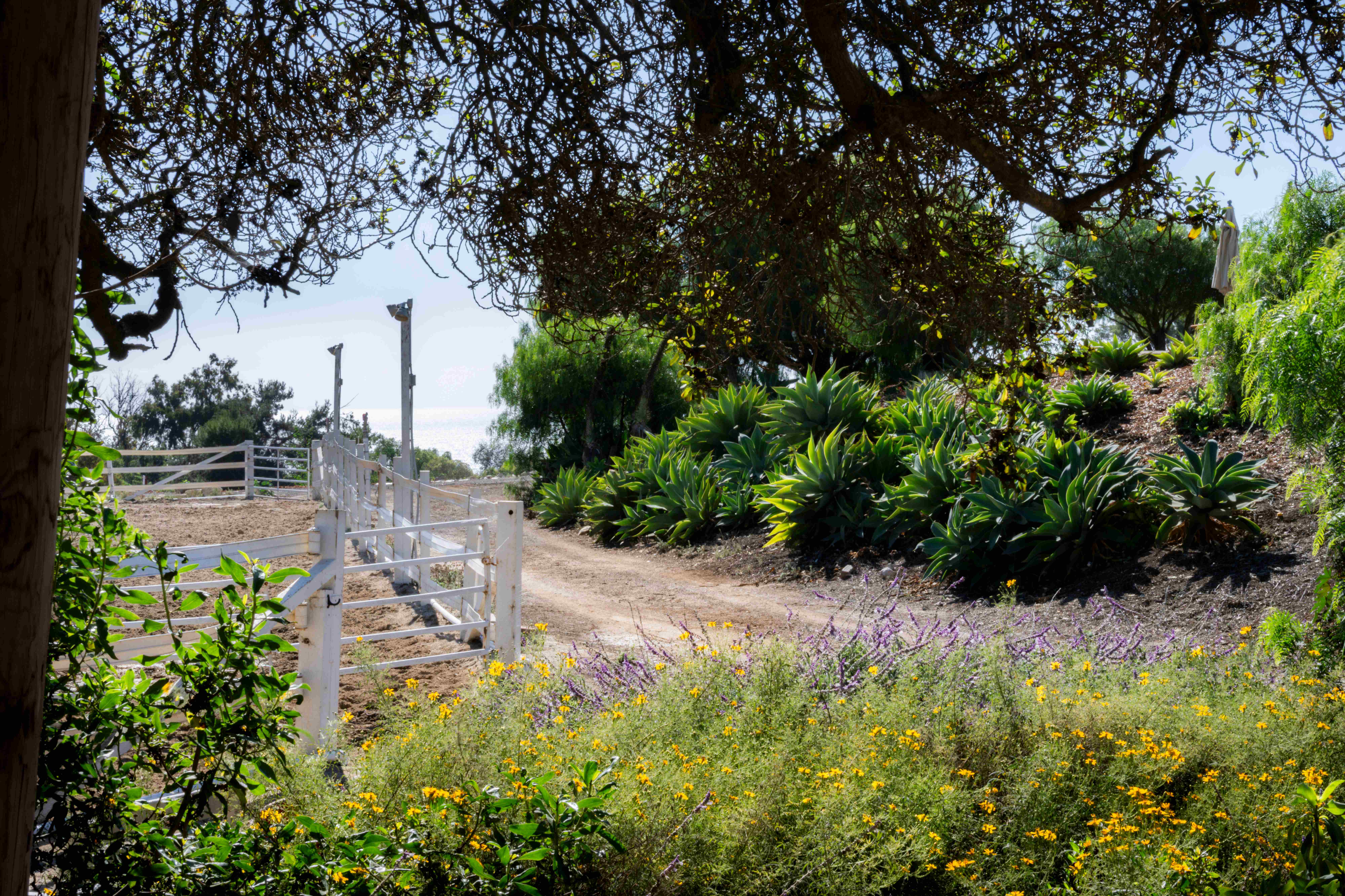 Scenic ranch landscape with white fencing, mature oak trees, yellow wildflowers, and lush landscaping
