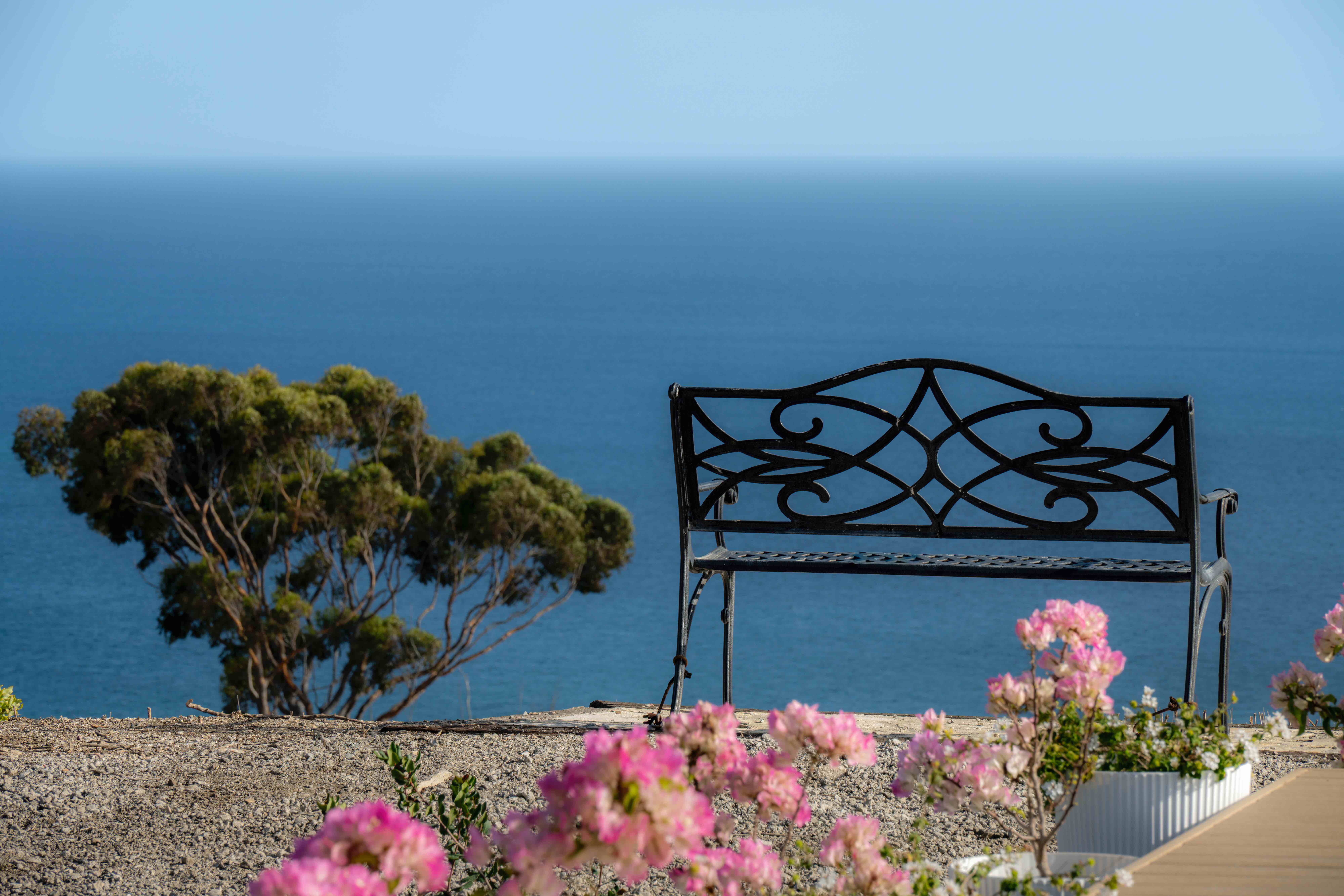 Ornate metal bench with pink flowers and ocean view with tree